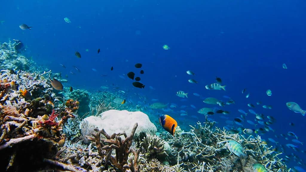 Snorkeling at Dry Tortugas