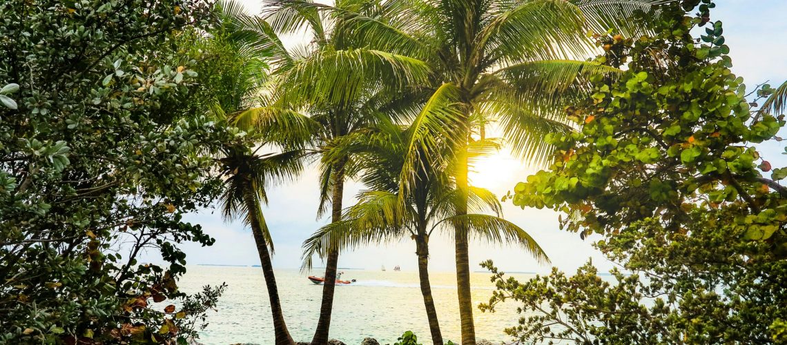 Embrace the serenity of a tropical sunset with palm trees along the Key West shore.